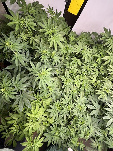 Growreport Bild 4