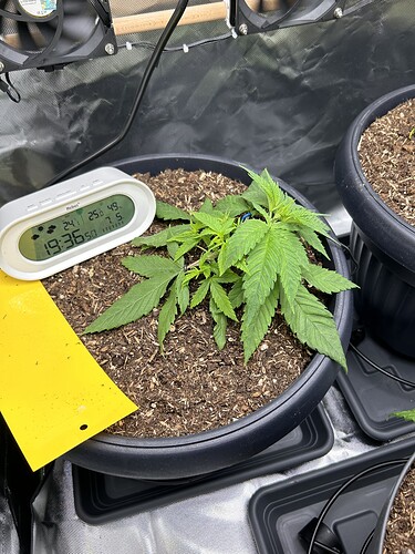 Growreport Bild 2
