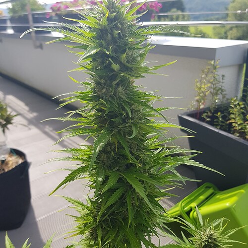 Growreport Bild 7