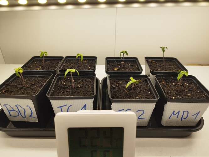 Growreport Bild 1