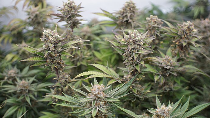 Growreport Bild 3