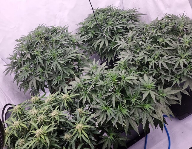 Growreport Bild 4