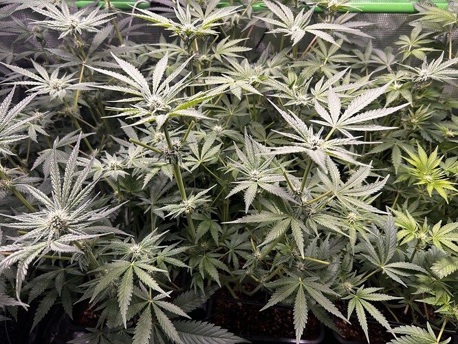 Growreport Bild 65