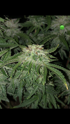 Growreport Bild 32