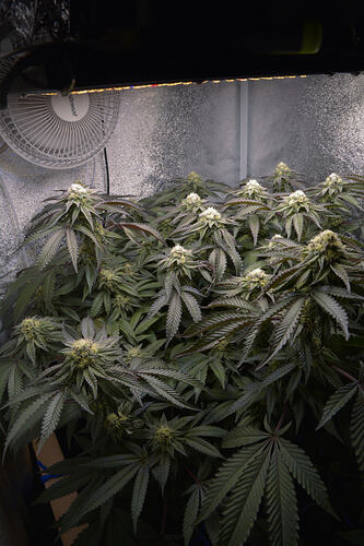 Growreport Bild 7