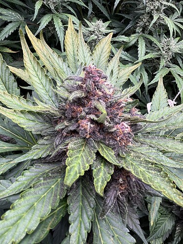 Growreport Bild 60
