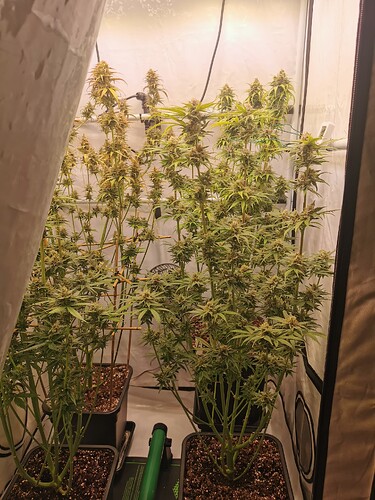Growreport Bild 19