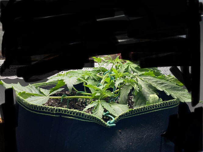 Growreport Bild 6