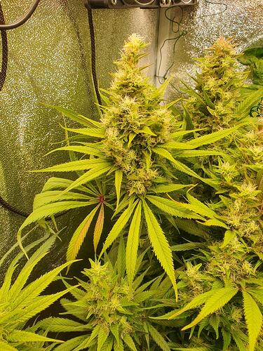 Growreport Bild 7