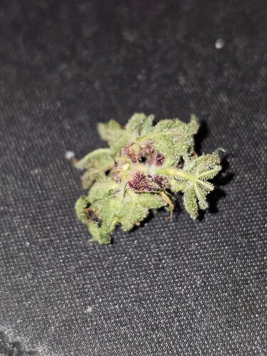 Growreport Bild 10