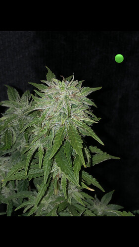 Growreport Bild 10