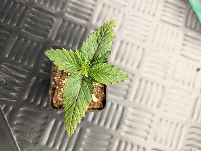 Growreport Bild 27