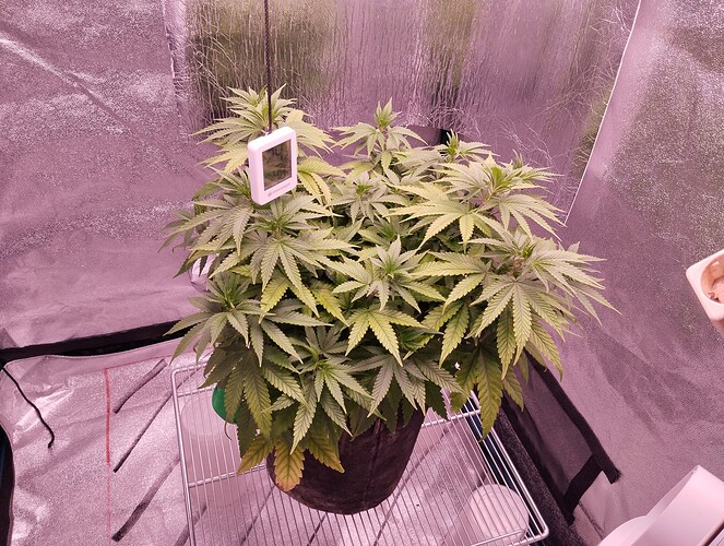 IMG_20241115_183028 - Kopie