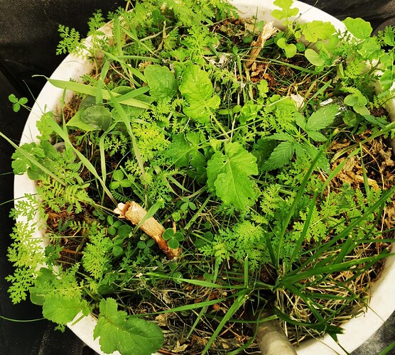 IMG_20250311_142234_edit_679718866478572