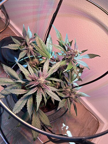 Growreport Bild 20