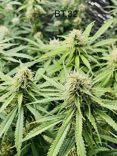 Growreport Bild 6