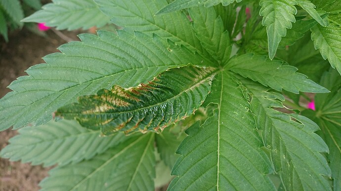 Growreport Bild 20