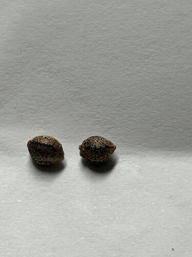 Growreport Bild 94