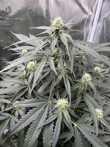Growreport Bild 8
