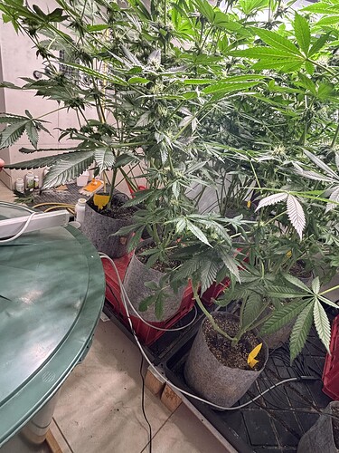 Growreport Bild 44