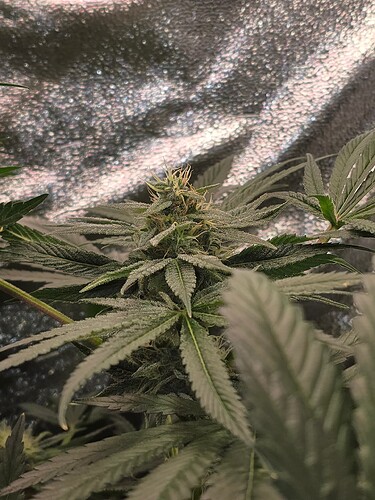 Growreport Bild 1