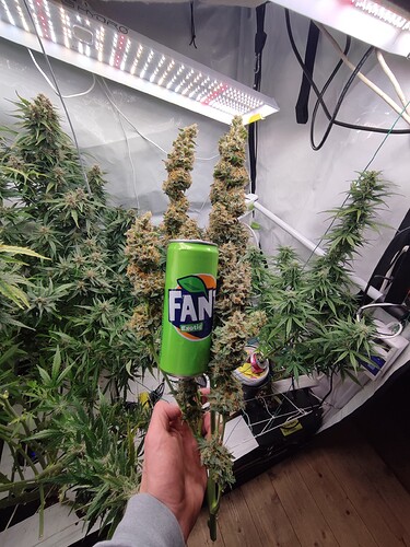 Growreport Bild 4