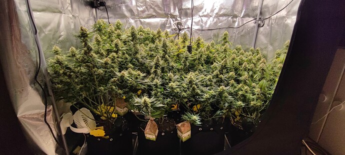 Growreport Bild 44