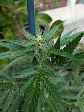 Growreport Bild 6