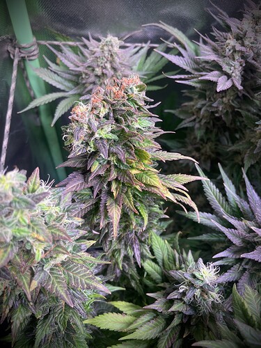 Growreport Bild 9