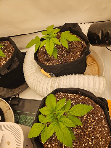 Growreport Bild 6