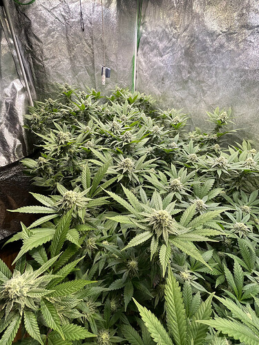 Growreport Bild 4