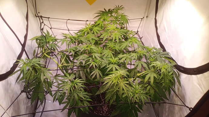 Growreport Bild 7