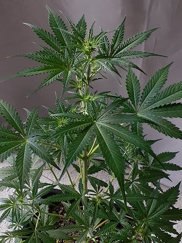 Growreport Bild 161