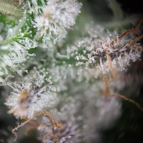Growreport Bild 23