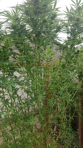 Growreport Bild 22
