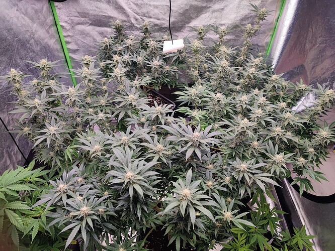 Growreport Bild 13