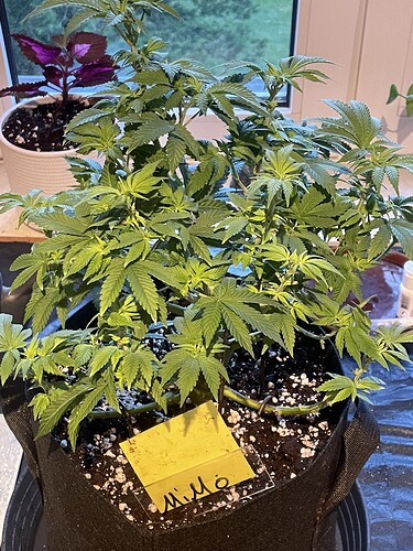Growreport Bild 4