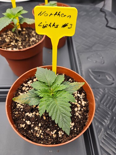 Growreport Bild 4