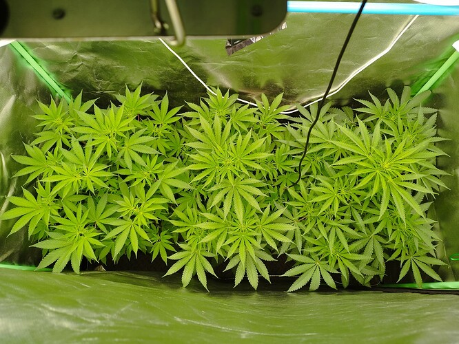 Growreport Bild 3