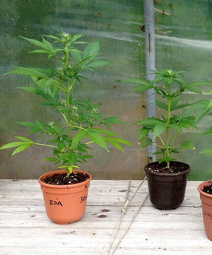 Growreport Bild 66