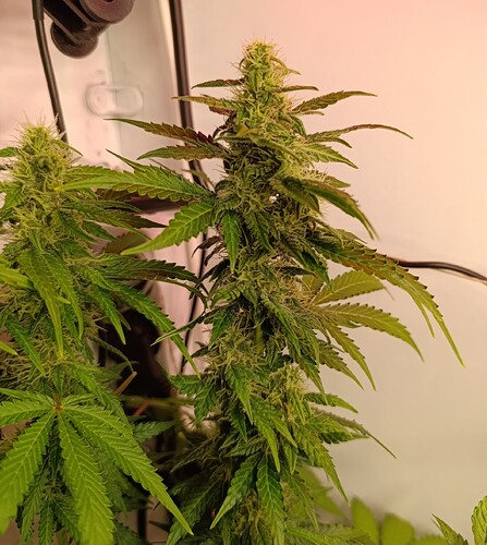 Growreport Bild 7
