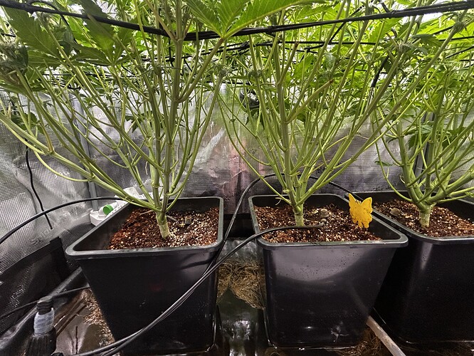 Growreport Bild 75