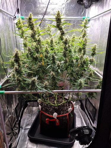 Growreport Bild 25