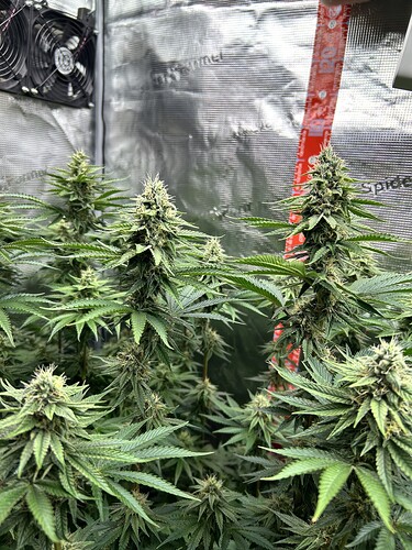 Nahaufnahme von blühenden Cannabis-Pflanzen in einem Grow-Zelt mit sichtbaren Blütenständen und Lüfter.