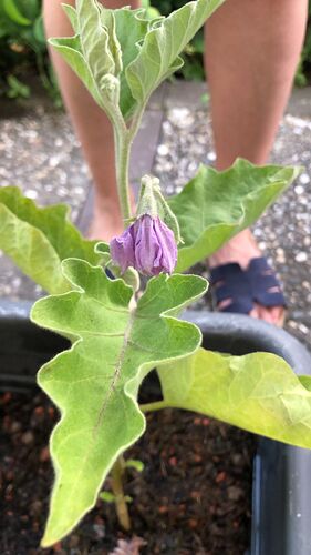Growreport Bild 52