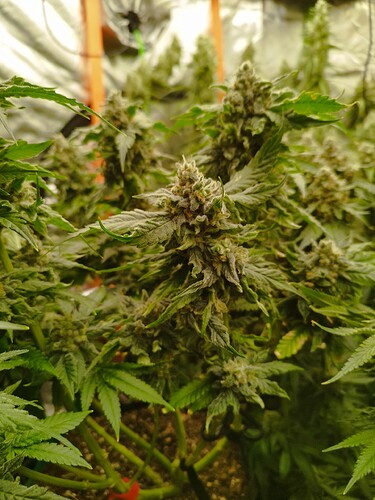 Nahaufnahme von reifen Cannabispflanzen in der Blütephase, mit dicht gepackten Trichomen und orangefarbenen Stempeln.