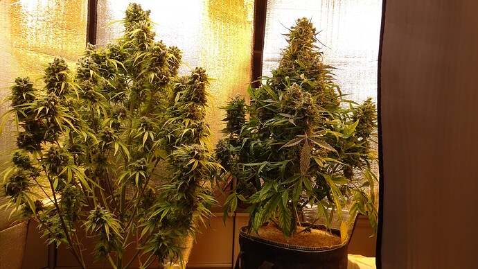 Growreport Bild 39