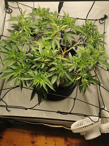 Growreport Bild 2