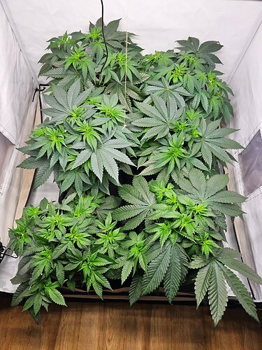 Growreport Bild 5