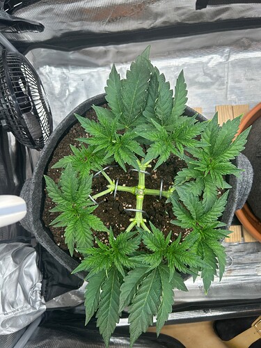 Growreport Bild 4